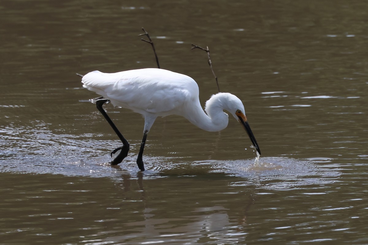 Seidenreiher - ML646855916