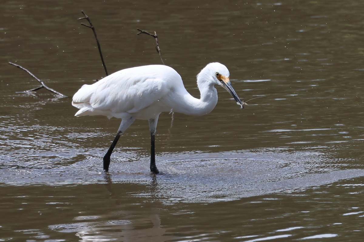 Seidenreiher - ML646855917