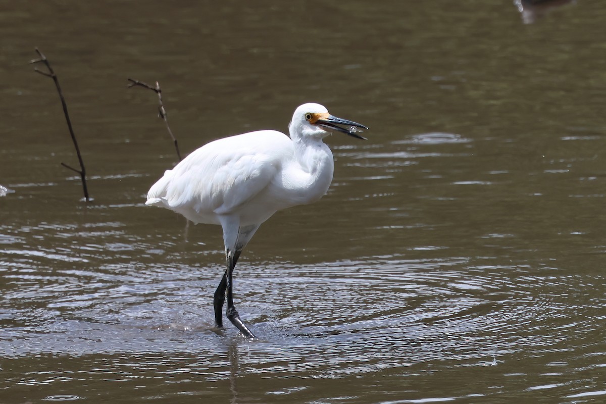 Seidenreiher - ML646855918