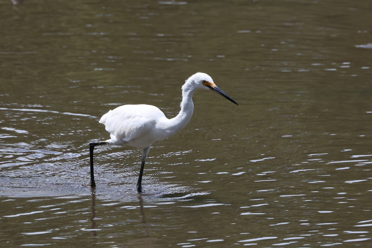 Seidenreiher - ML646855919