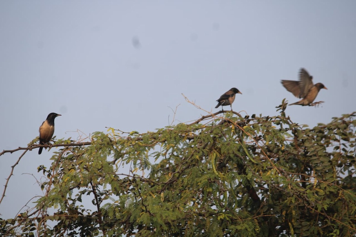 Rosy Starling - ML646855923