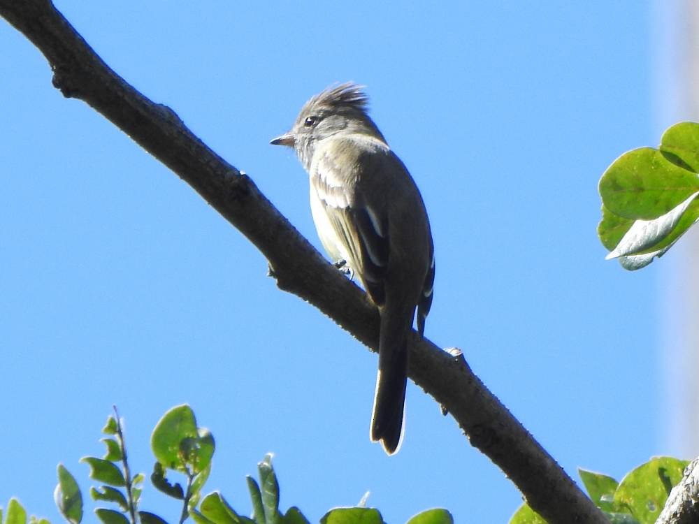 Желтобрюхая эления - ML646855937