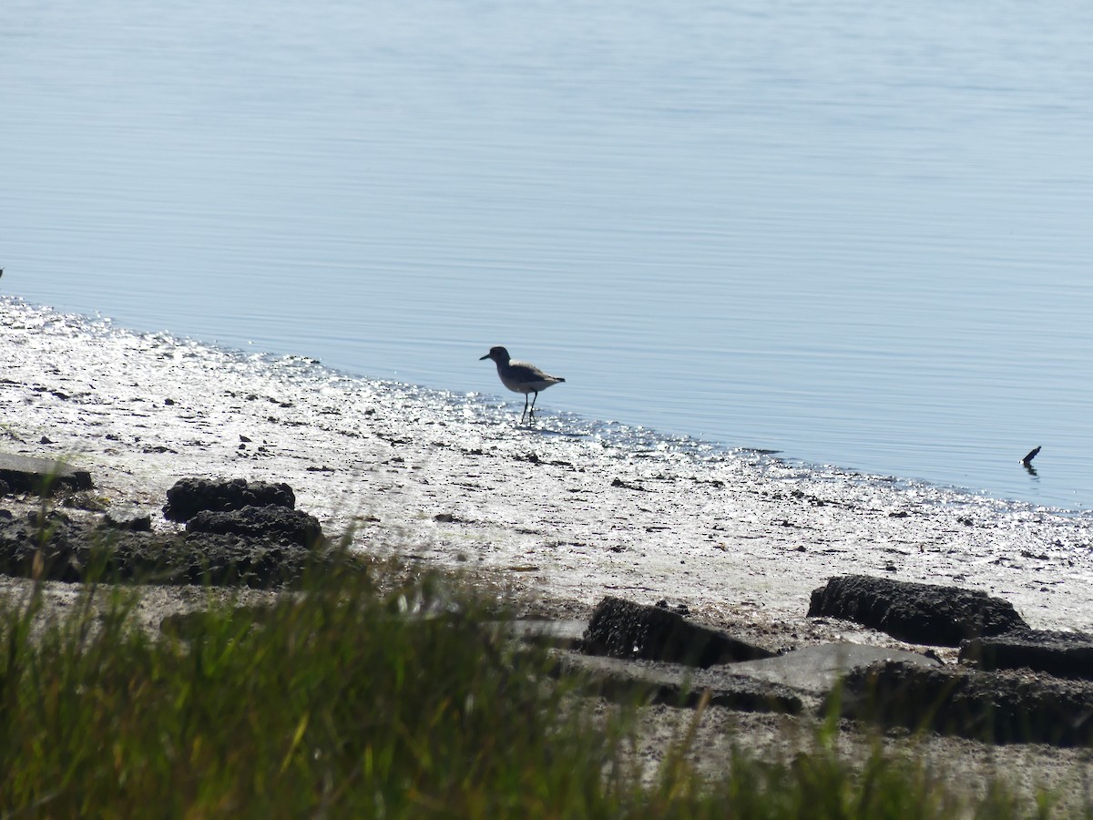 חופזי מנומר - ML646855940
