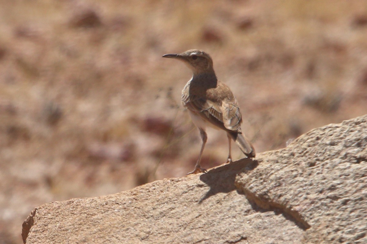 Karoo Long-billed Lark (Benguela) - ML646855941