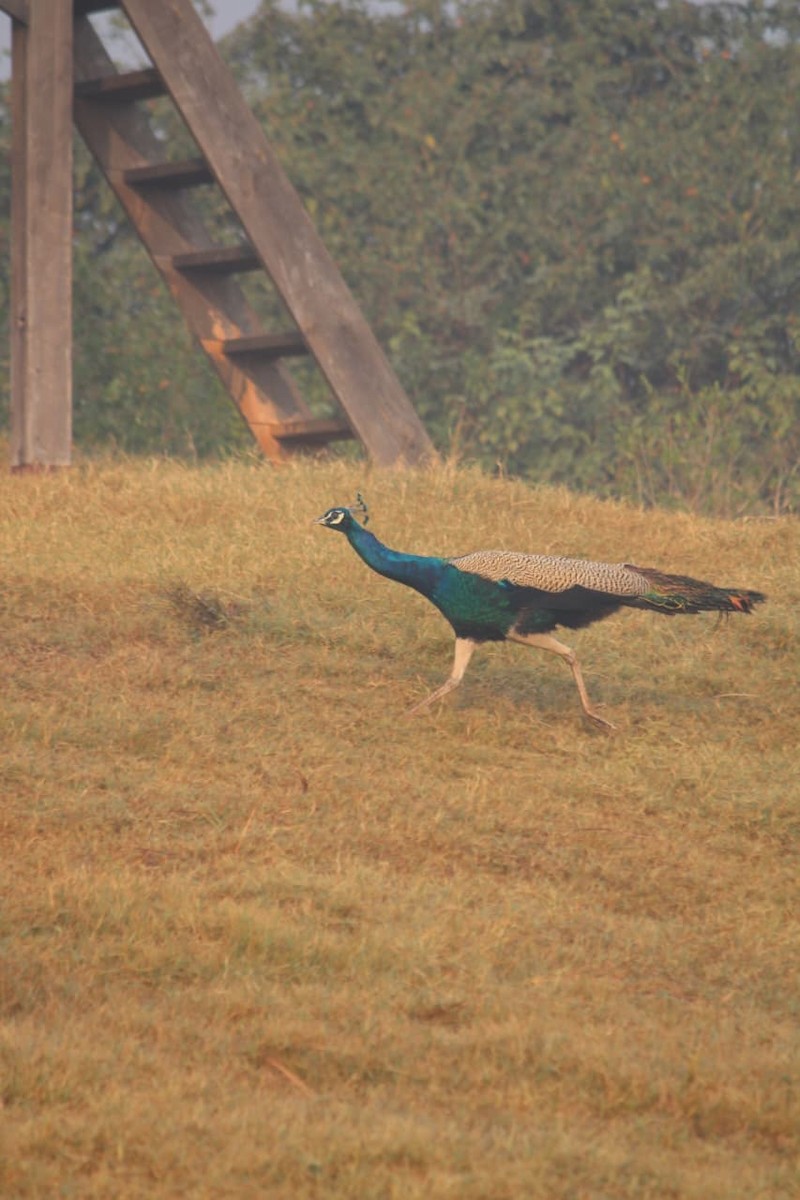 Pavo Real Común - ML646855943