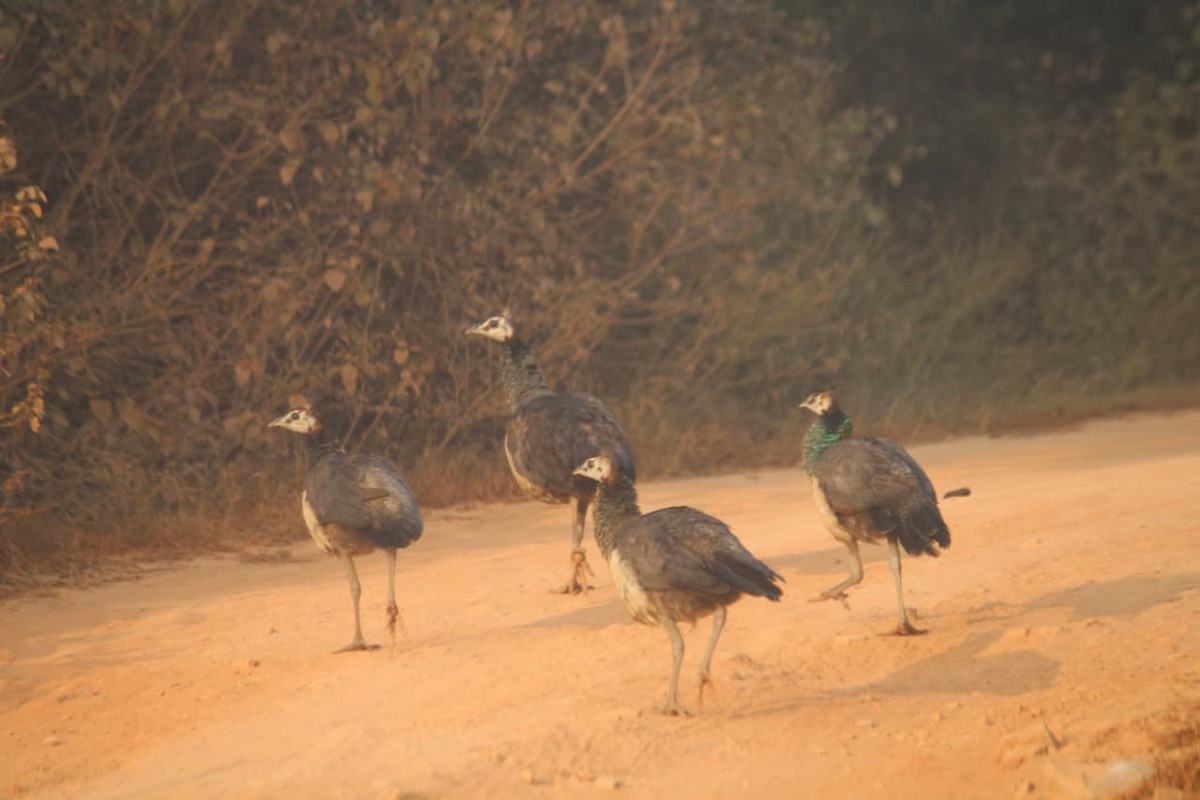 Pavo Real Común - ML646855944