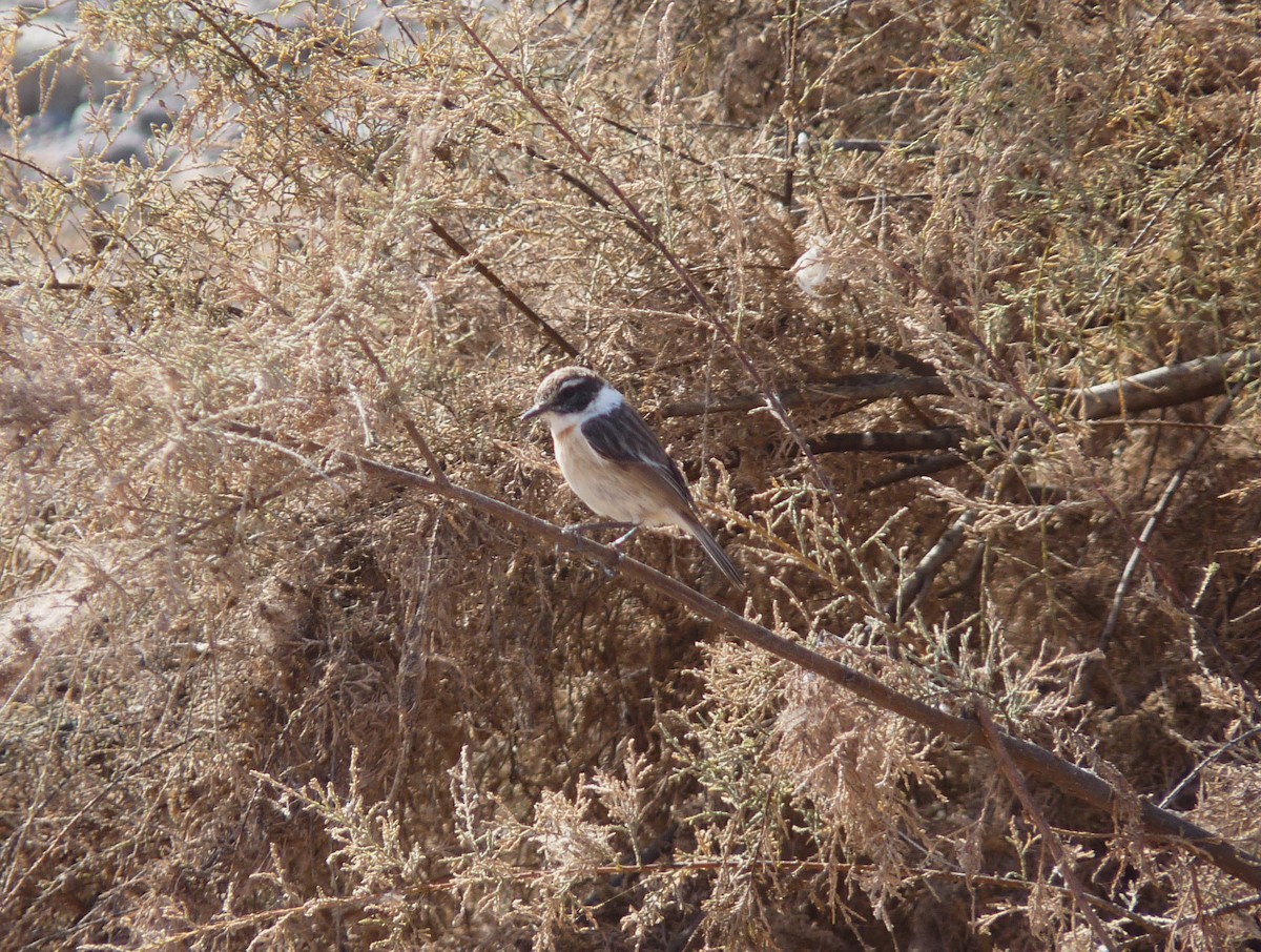 Fuerteventura Stonechat - ML646855945