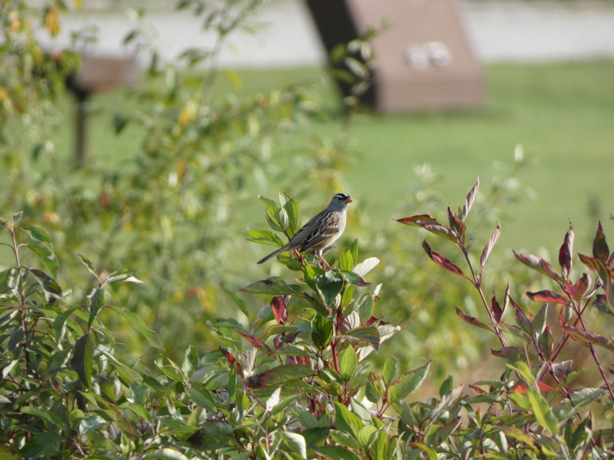 Dachsammer - ML646855946