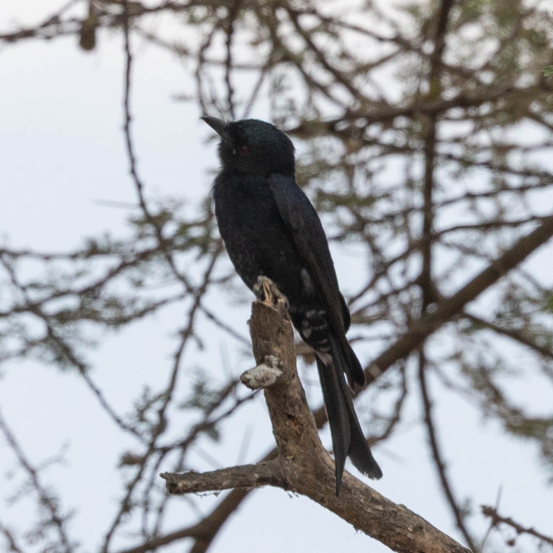 Fork-tailed Drongo - ML646855948