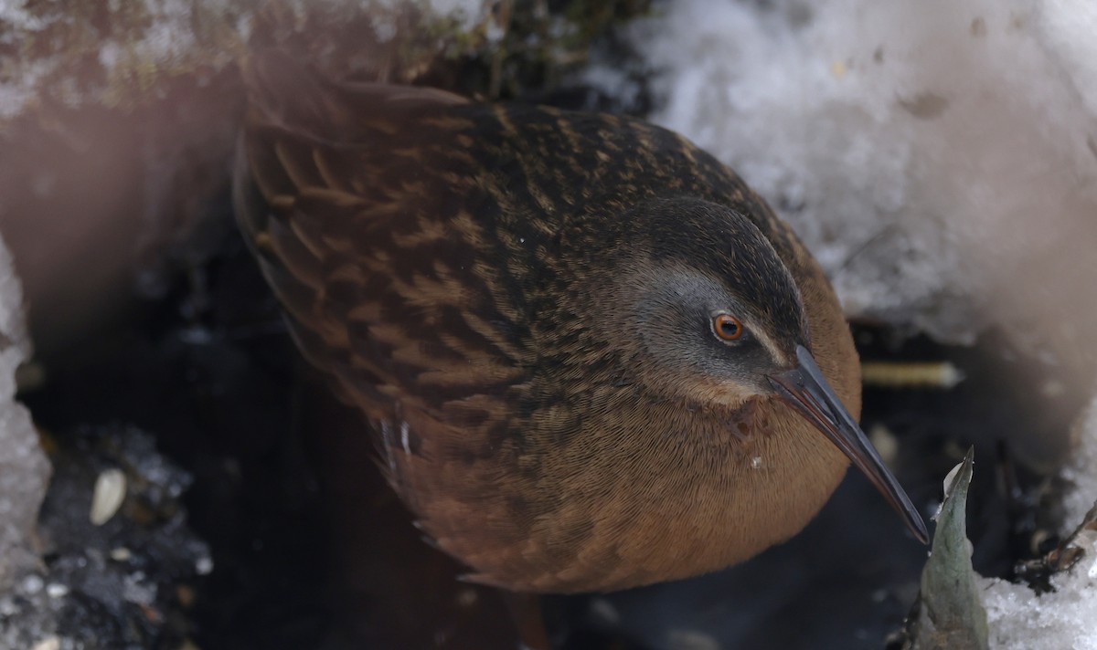 Virginia Rail - ML646855951