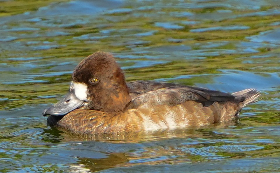 コスズガモ - ML646855953