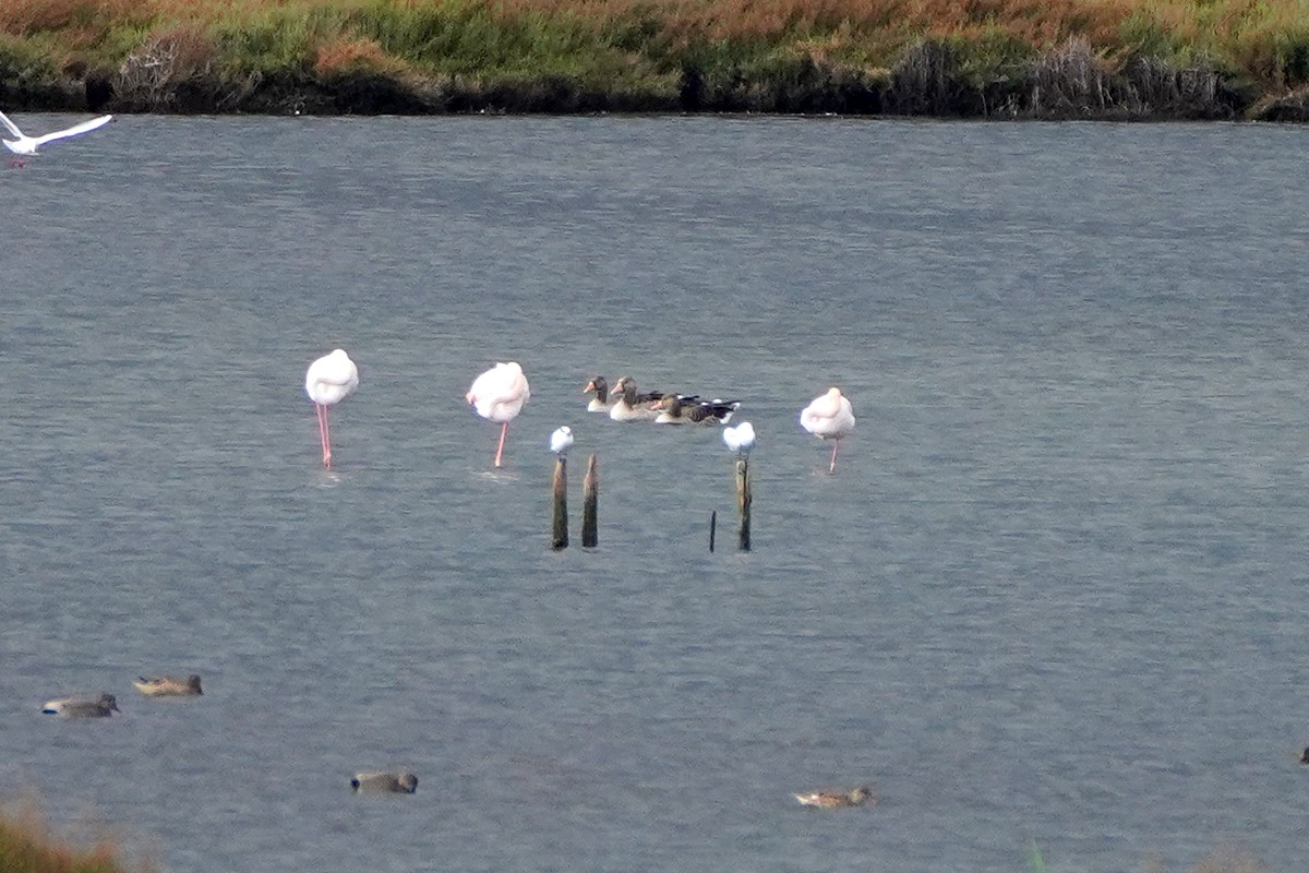 Oie cendrée - ML646855957