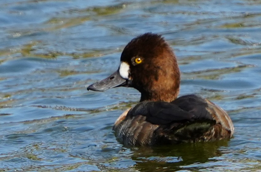 コスズガモ - ML646855959