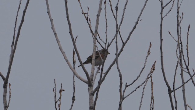 Brambling - ML646855961