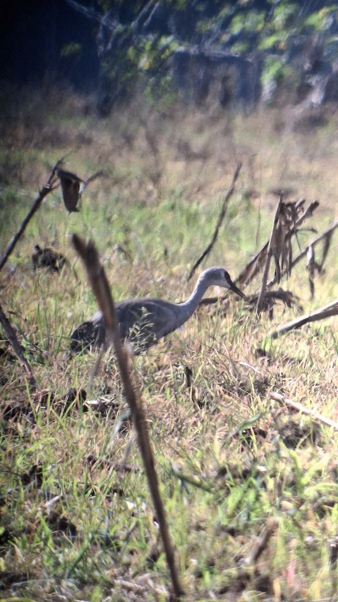 Kurrilo kanadarra - ML646855962