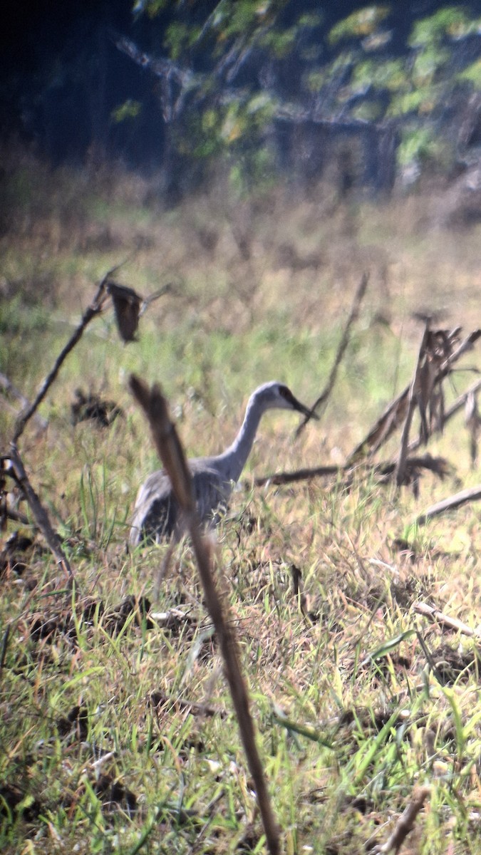 Kurrilo kanadarra - ML646855963