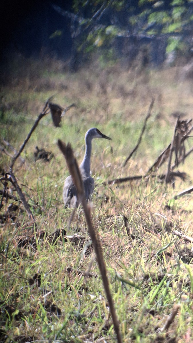 Kurrilo kanadarra - ML646855964