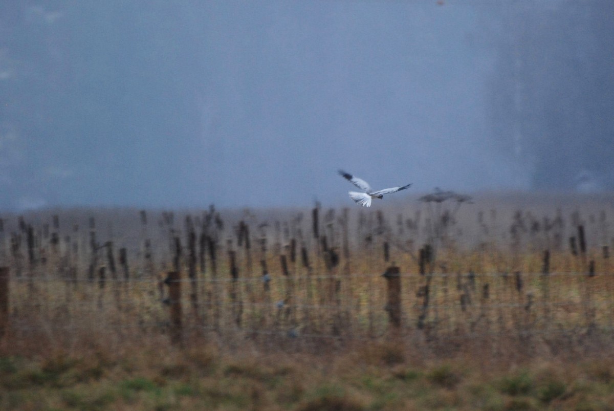 Hen Harrier - ML646855969