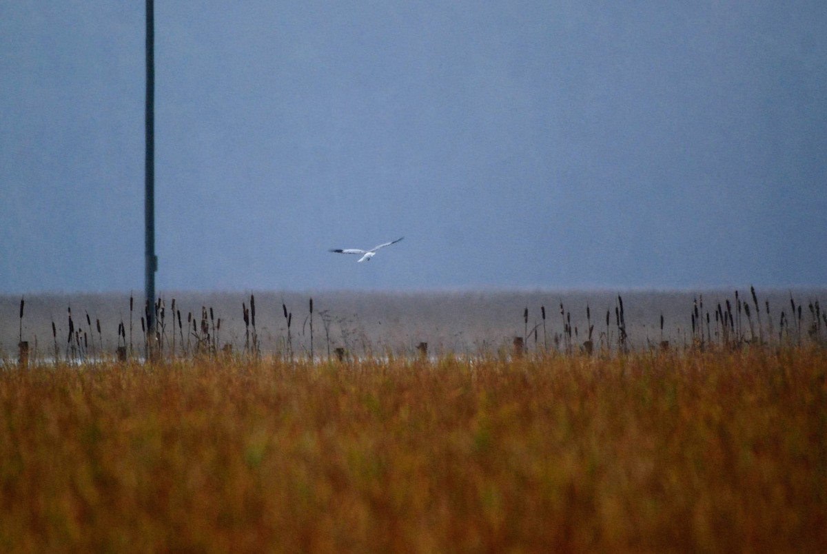 Hen Harrier - ML646855970