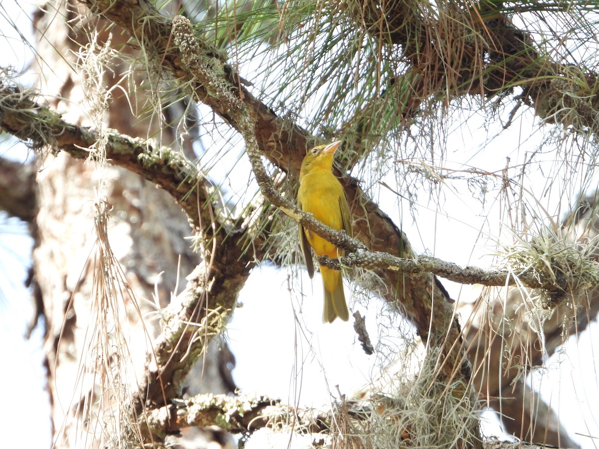 Summer Tanager - ML646855971