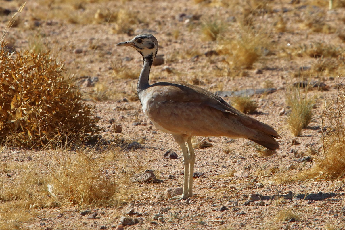 Rüppell's Bustard - ML646855972