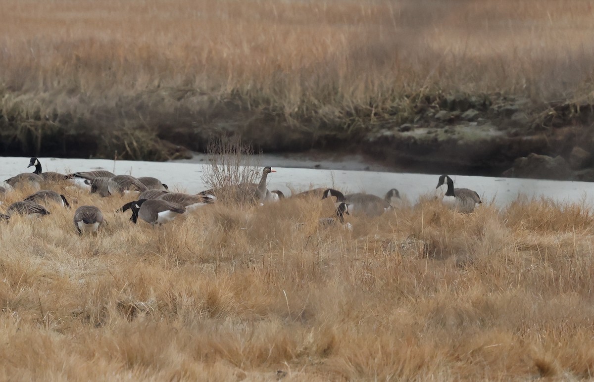 husa běločelá - ML646855974