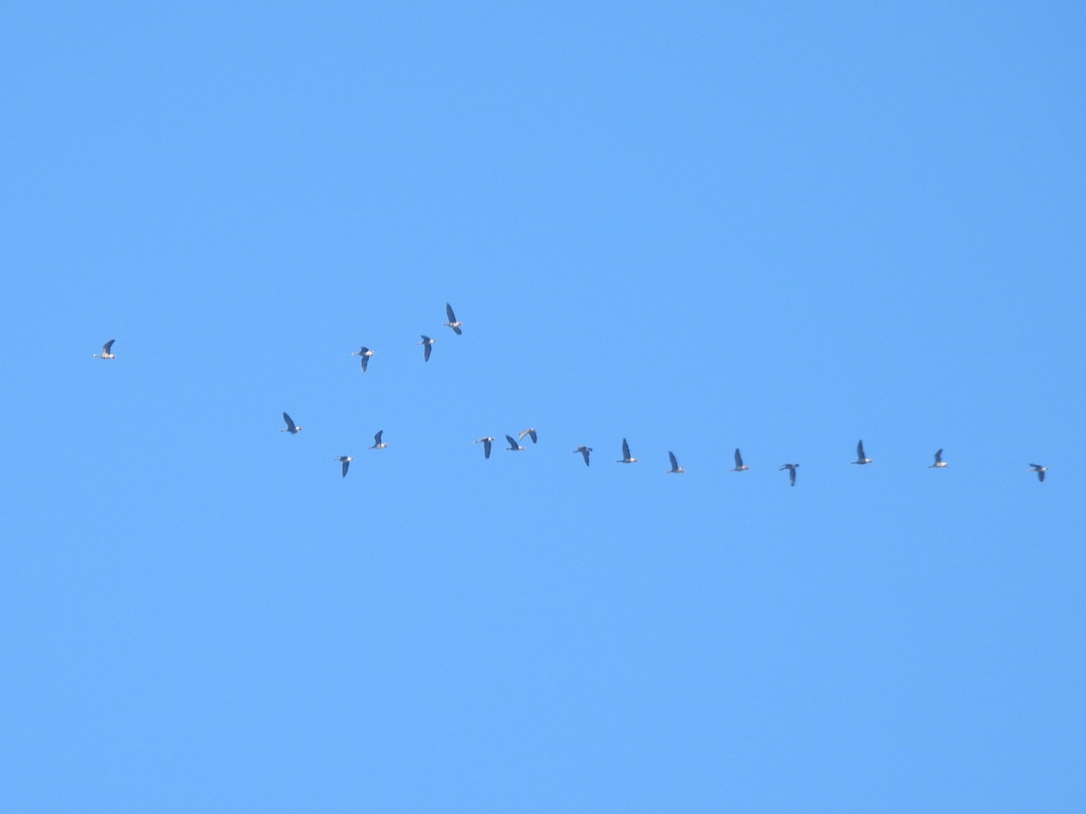 Greater White-fronted Goose - ML646855989