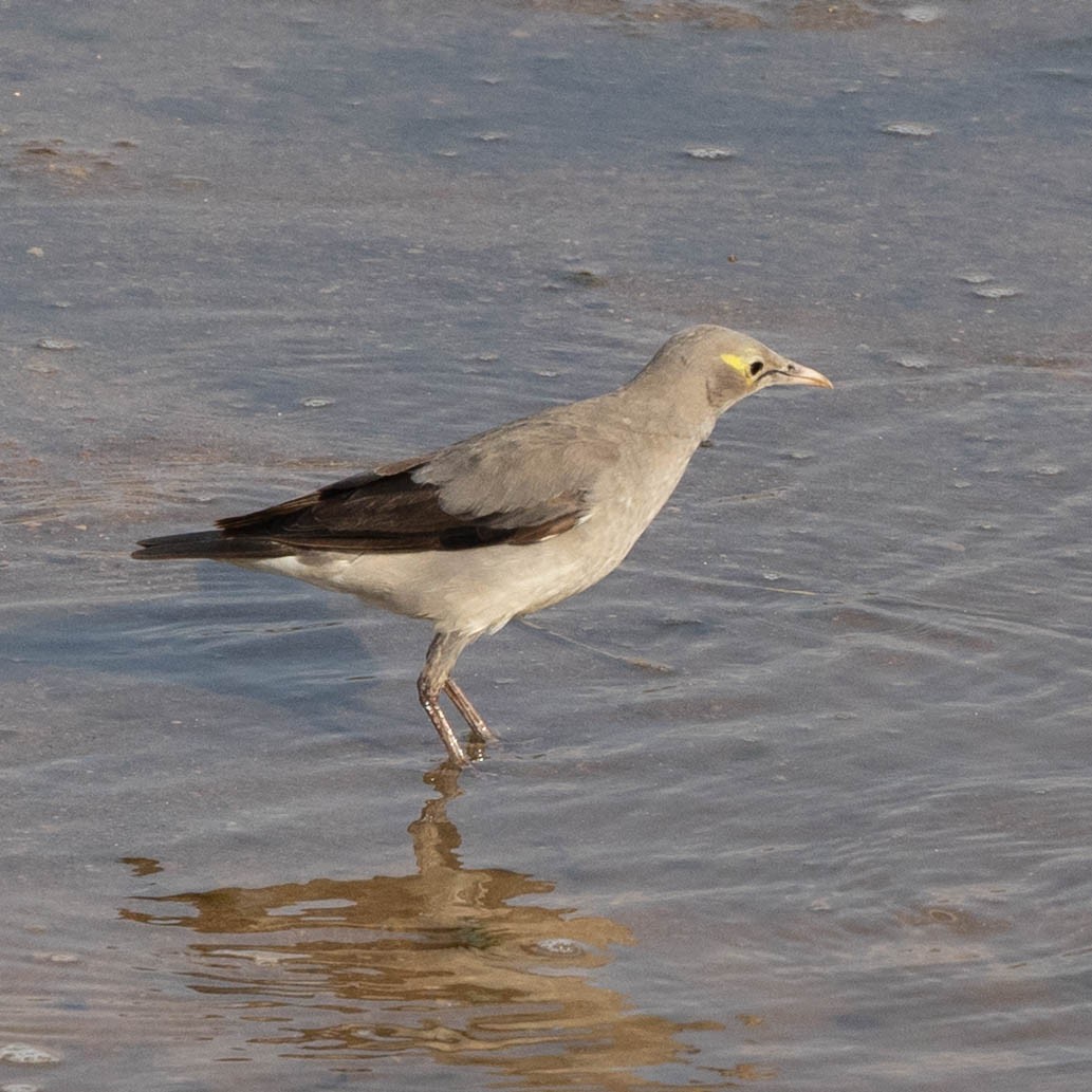 Wattled Starling - ML646855992