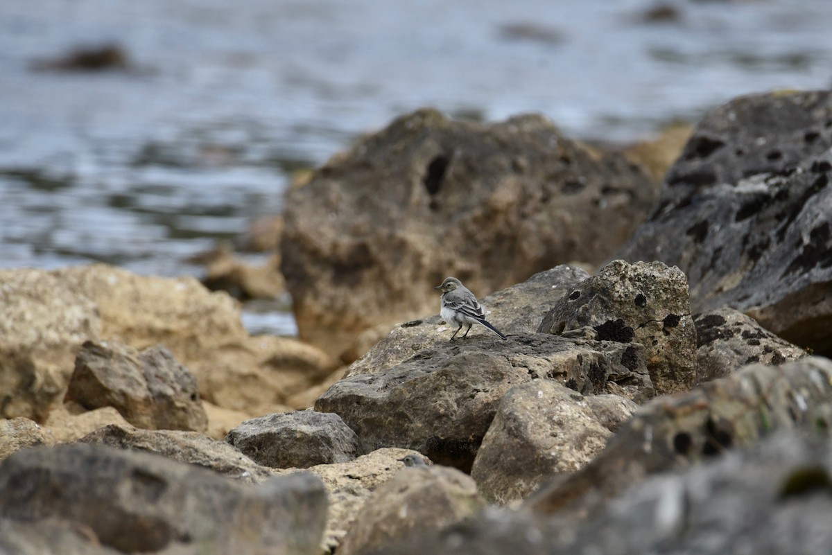 linerle - ML646855994