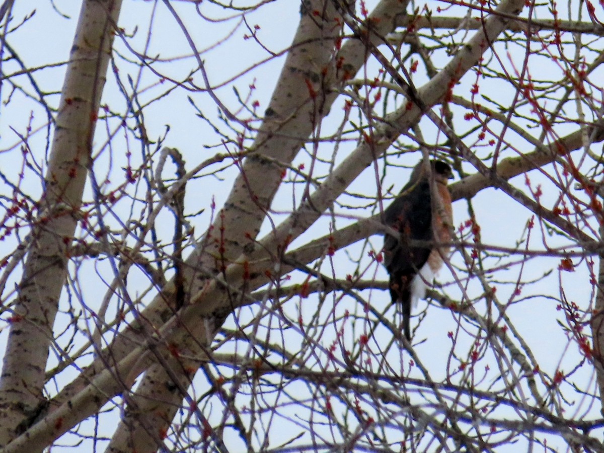 Cooper's Hawk - ML646855995