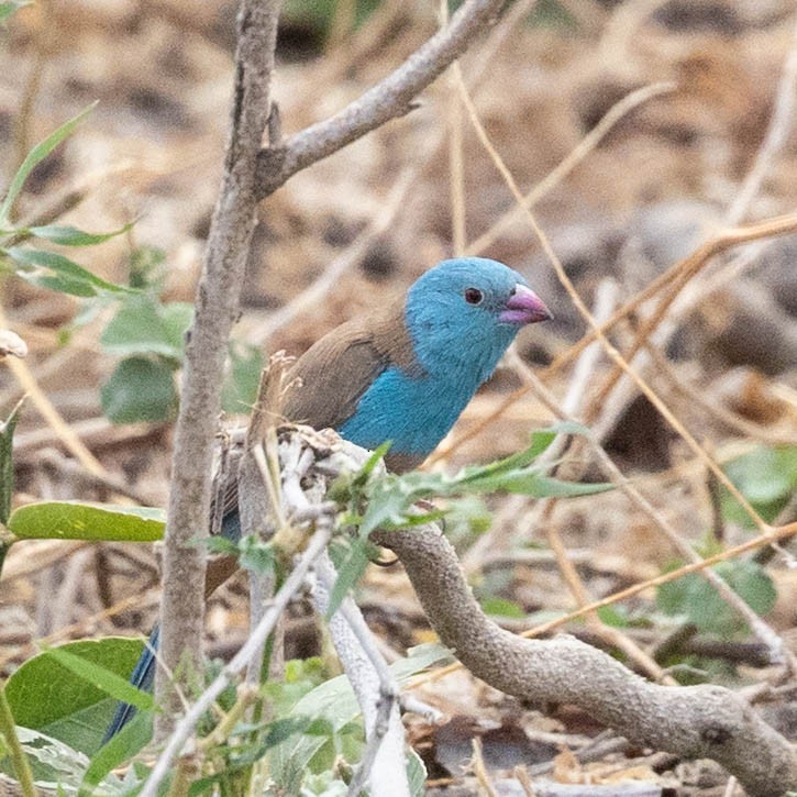 Blue-capped Cordonbleu - ML646855997