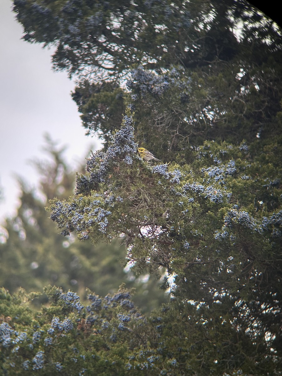 Townsend's Warbler - ML646855998