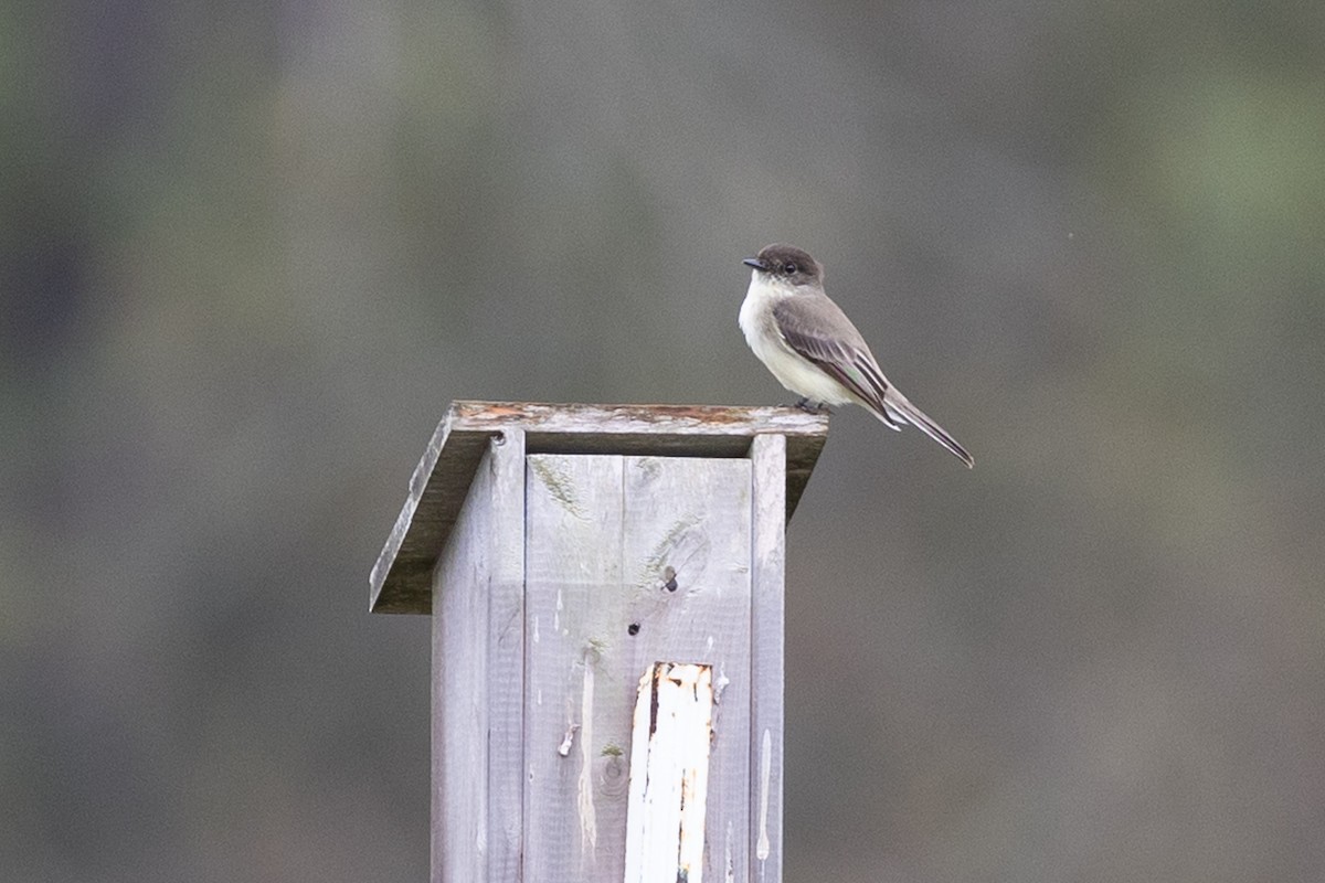 Moucherolle phébi - ML646855999