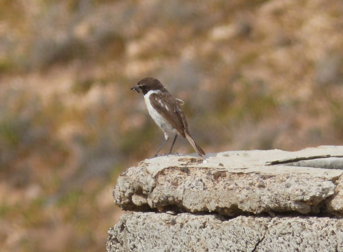 Fuerteventura Stonechat - ML646856008