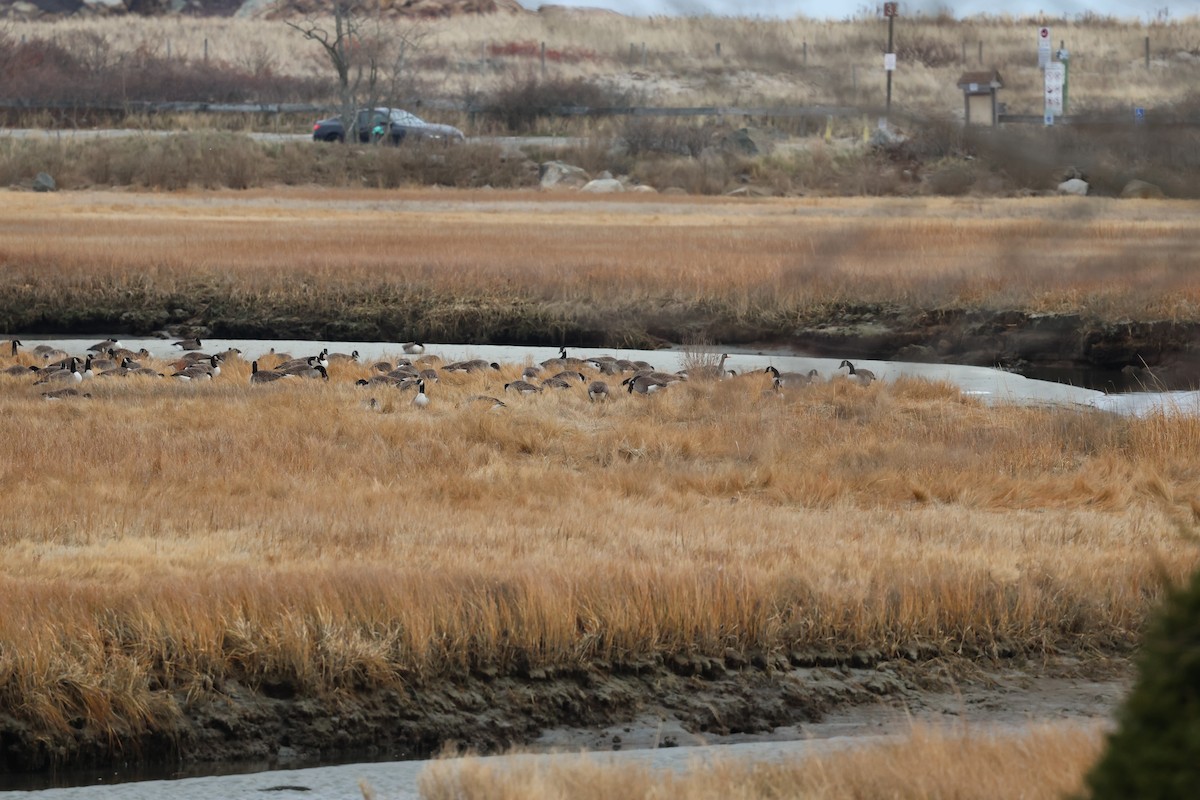 husa běločelá - ML646856009