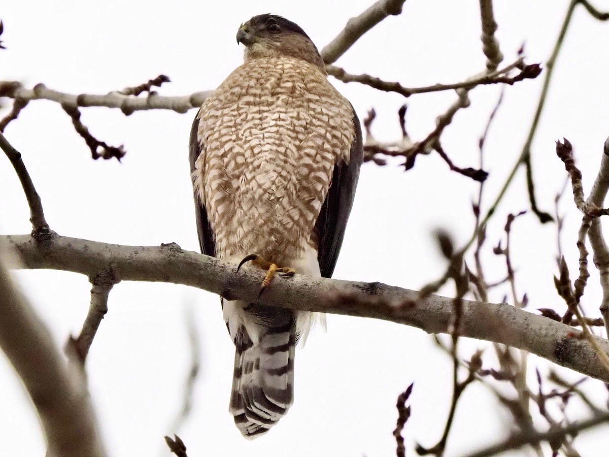 Cooper's Hawk - ML646856010