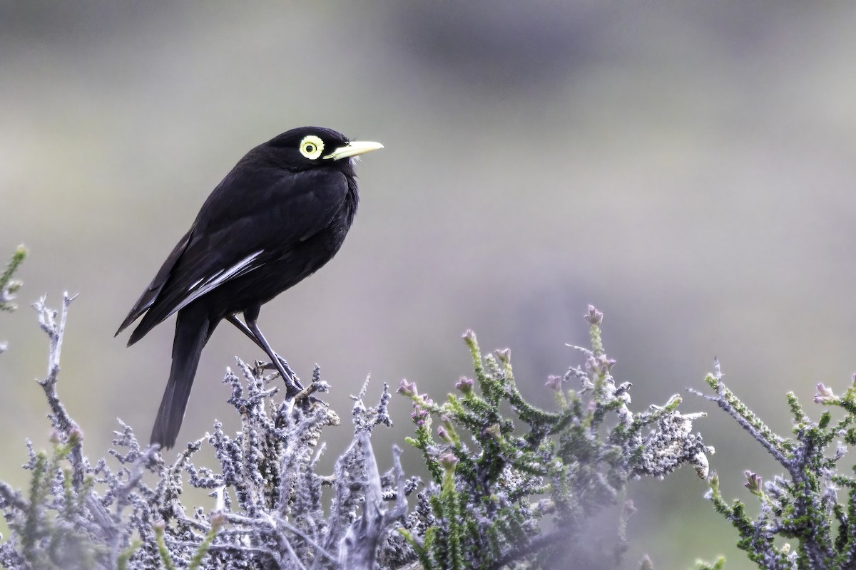 Spectacled Tyrant - ML646856012