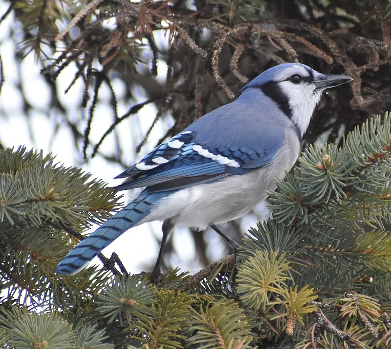Blue Jay - ML646856013