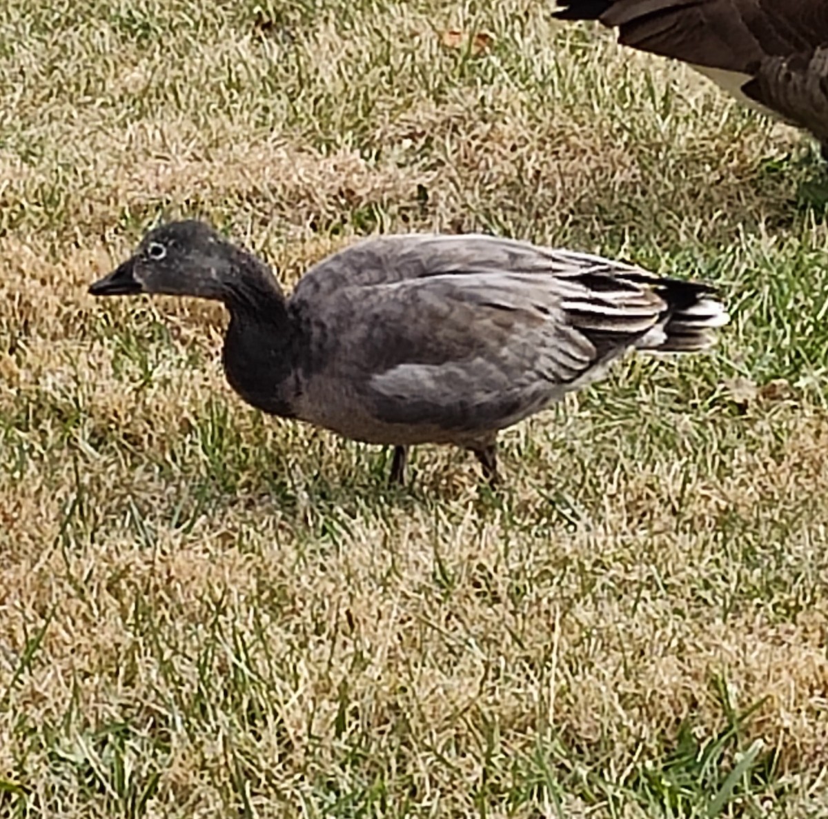 Snow Goose - ML646856015