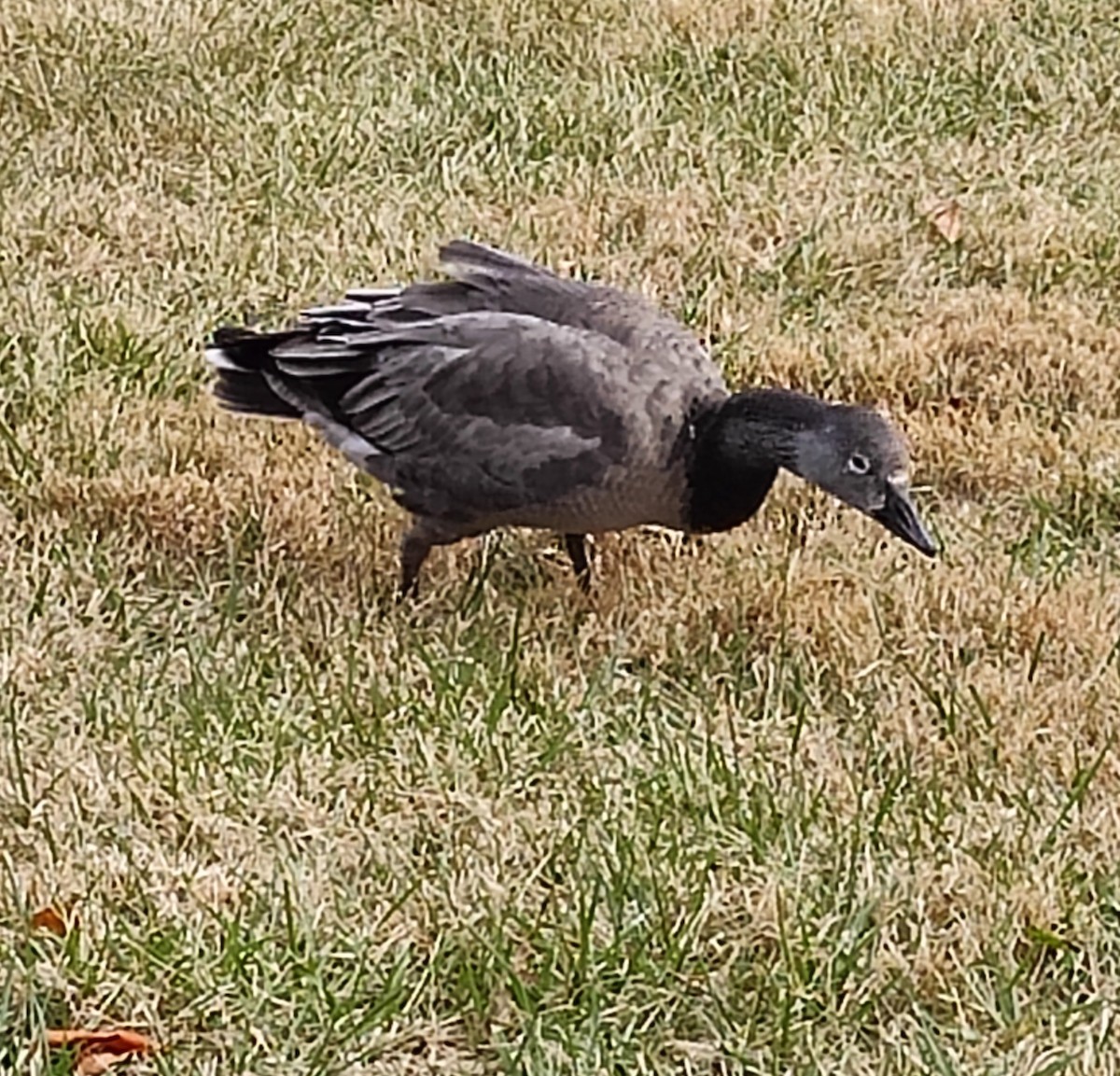 Snow Goose - ML646856017