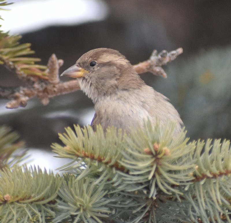Горобець хатній - ML646856018