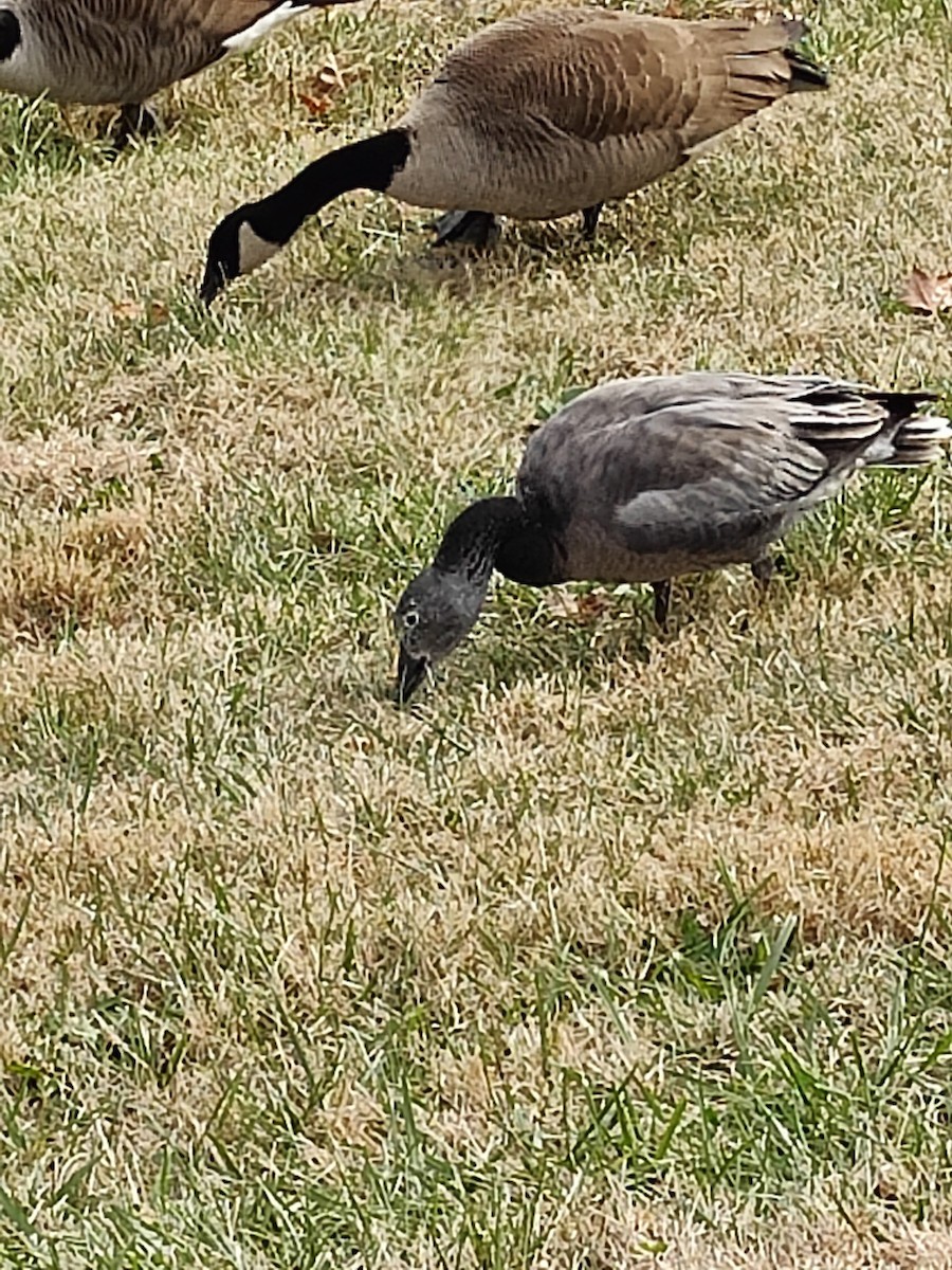 Snow Goose - ML646856020