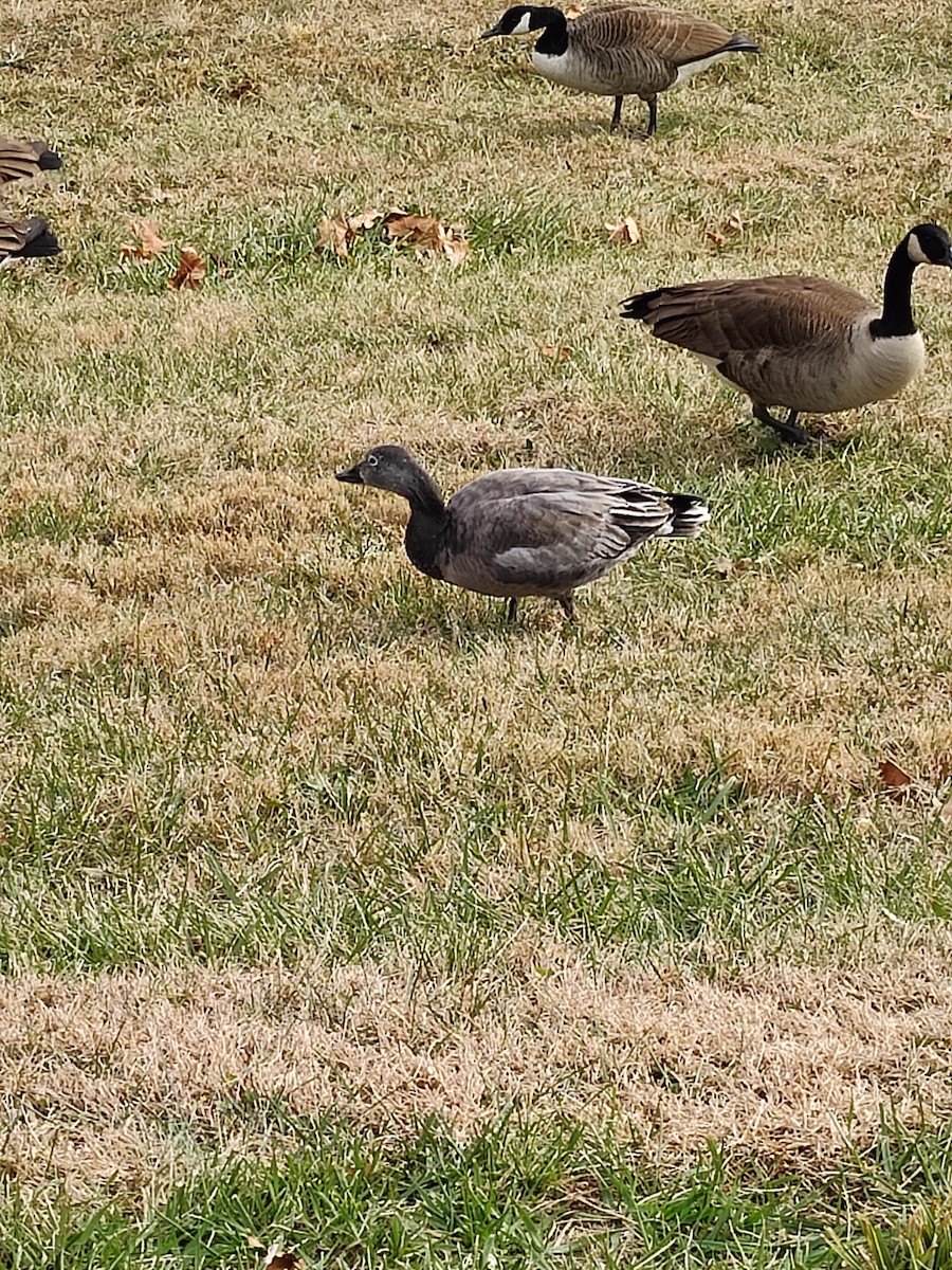 Snow Goose - ML646856021