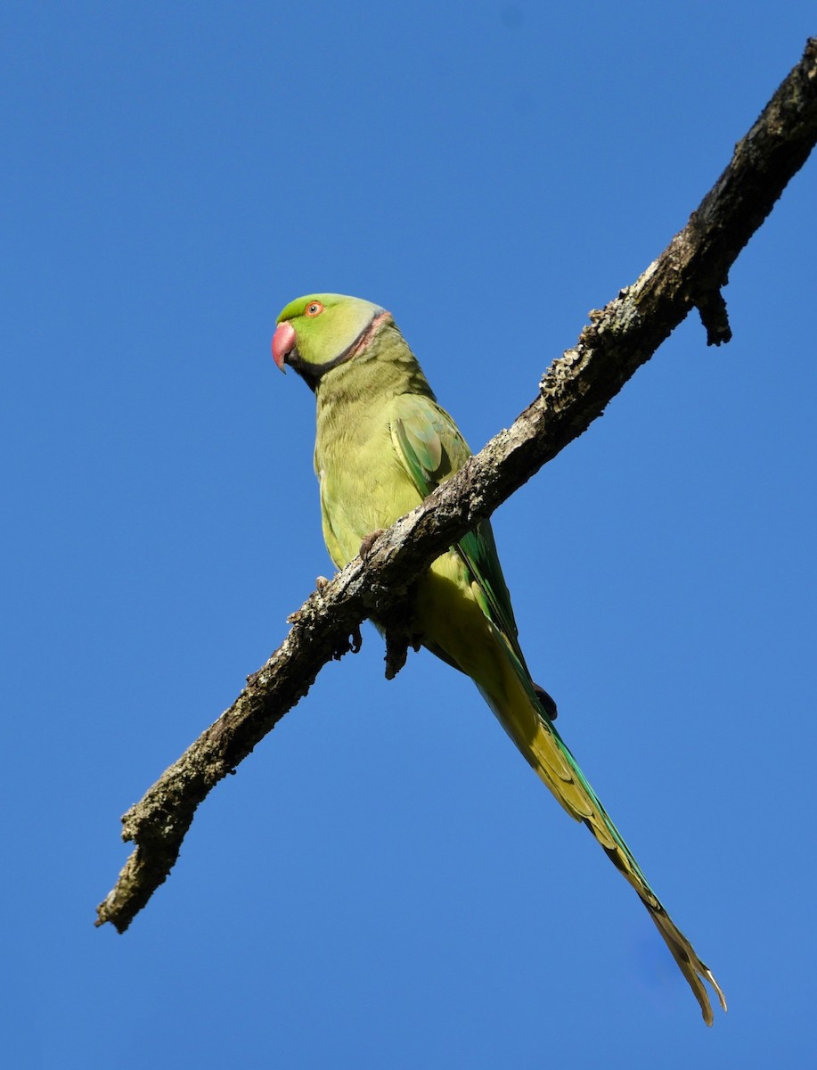 Rose-ringed Parakeet - ML646856022