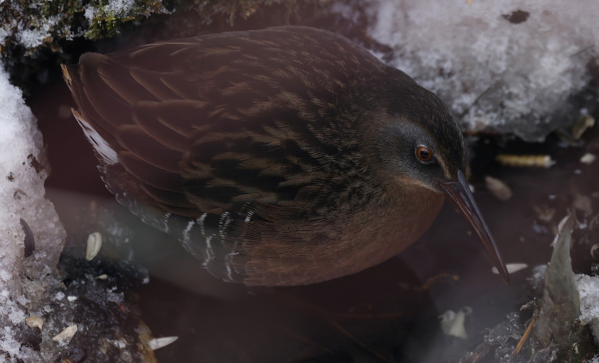 Virginia Rail - ML646856023