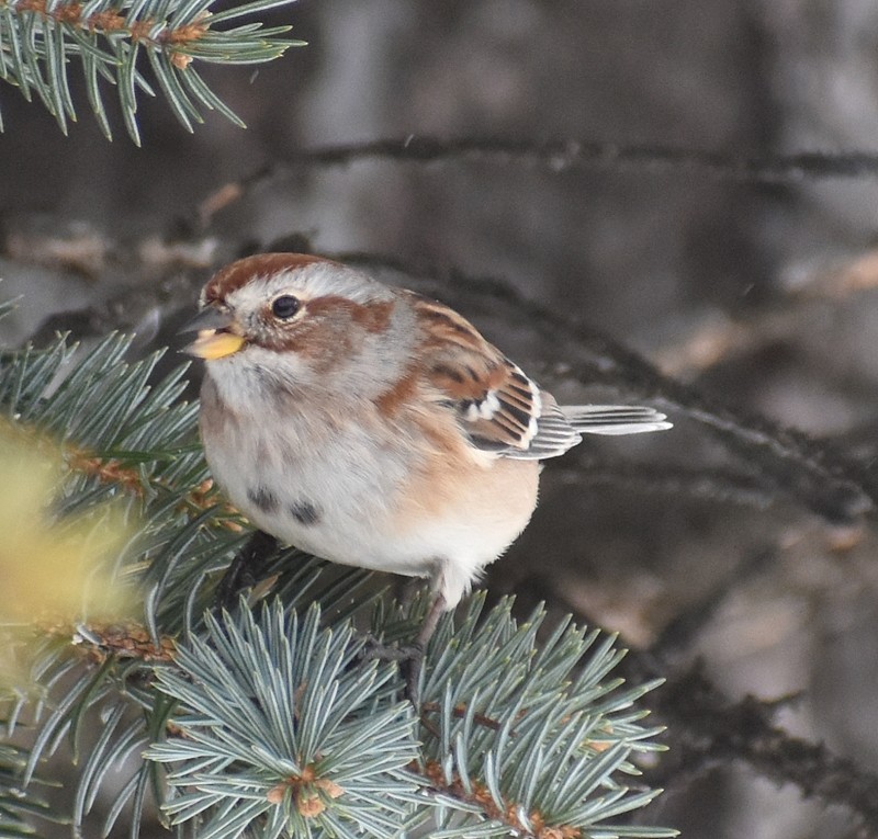 Пасовник північний - ML646856024