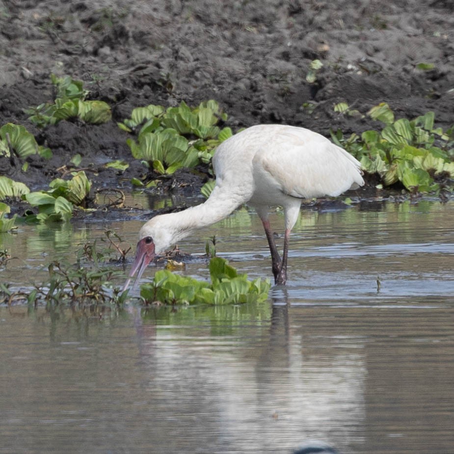 African Spoonbill - ML646856025