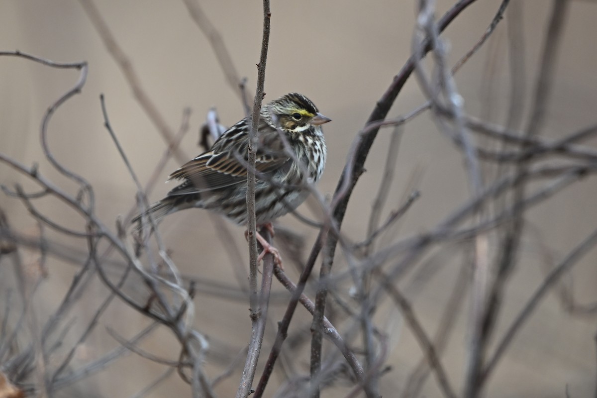 Grasammer - ML646856026