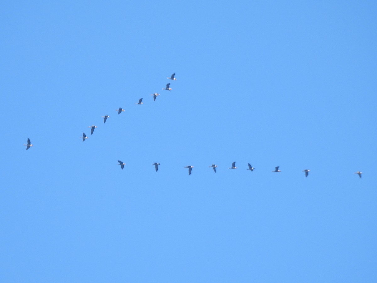 Greater White-fronted Goose - ML646856027