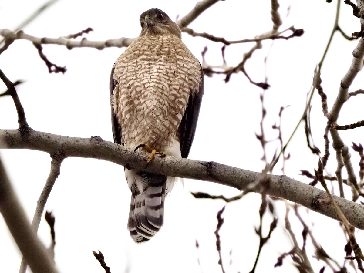 Cooper's Hawk - ML646856028